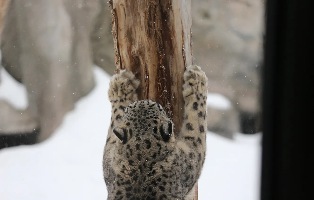 Photo wallpaper pose, predator, paws, spot, fur, IRBIS, snow leopard, wild cat