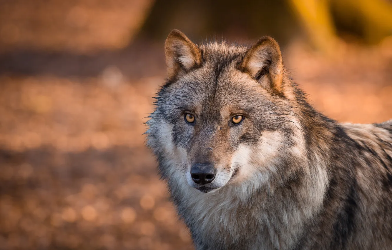 Photo wallpaper eyes, wolf, wool. predator