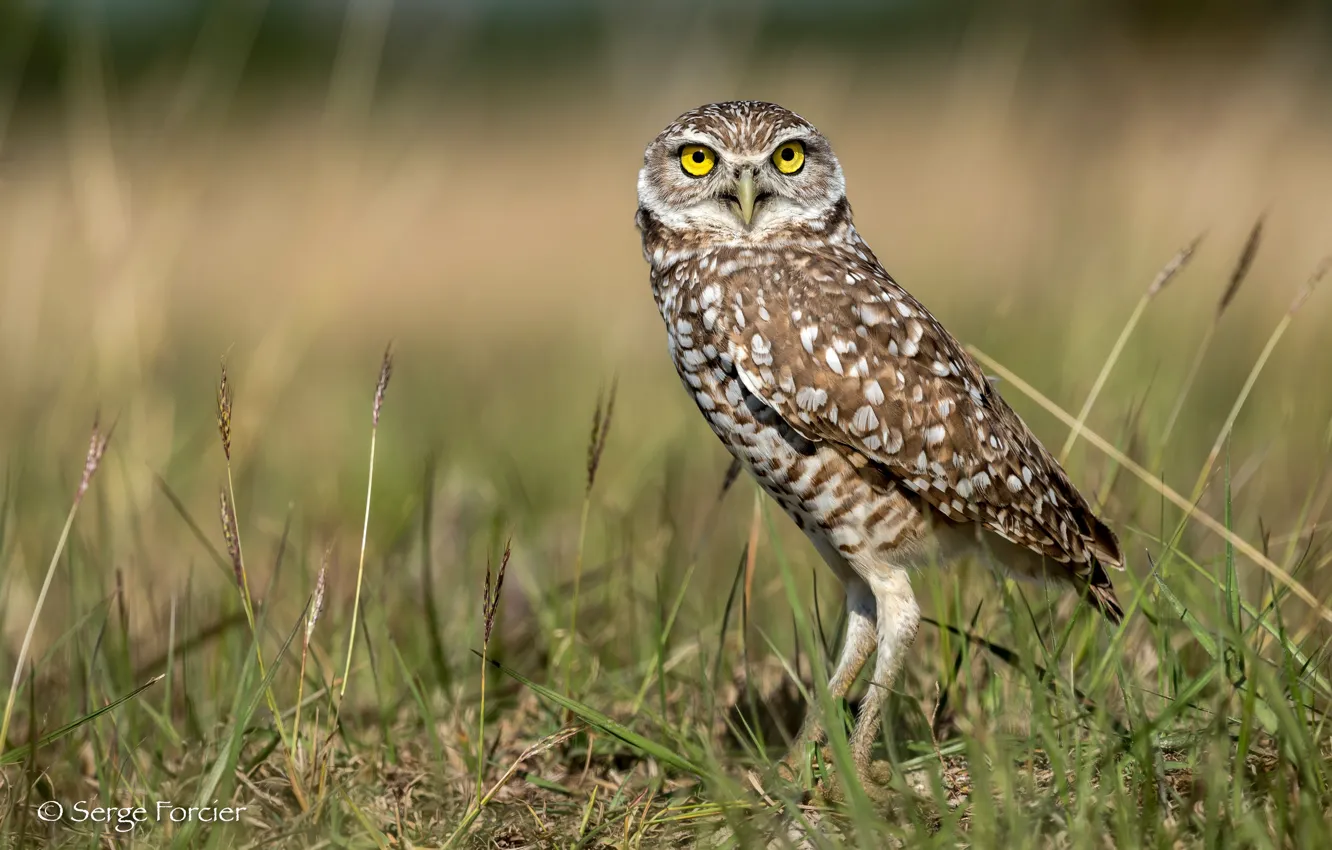 Photo wallpaper greens, grass, the sun, nature, owl, bird, bokeh, Burrowing Owl