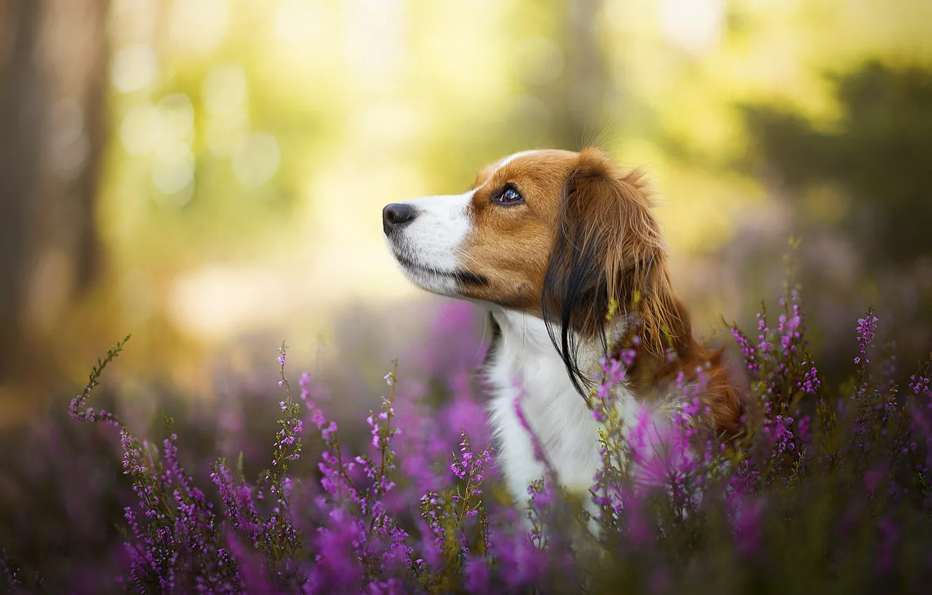 Photo wallpaper dog, bokeh, Heather, kooikerhondje