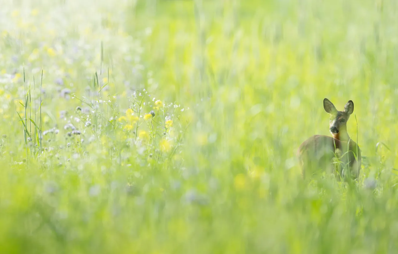 Photo wallpaper greens, nature, ROE