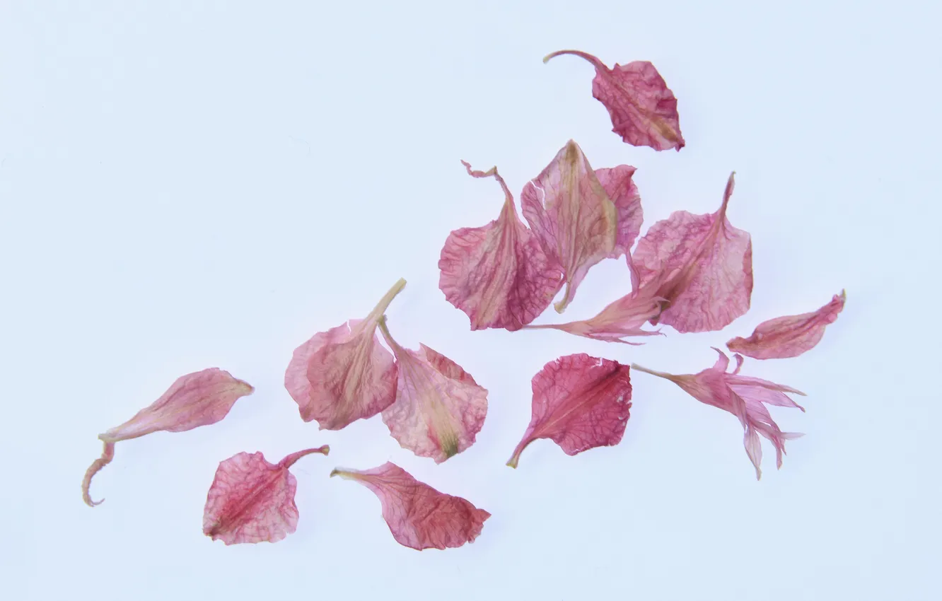 Photo wallpaper background, petals, pink petals