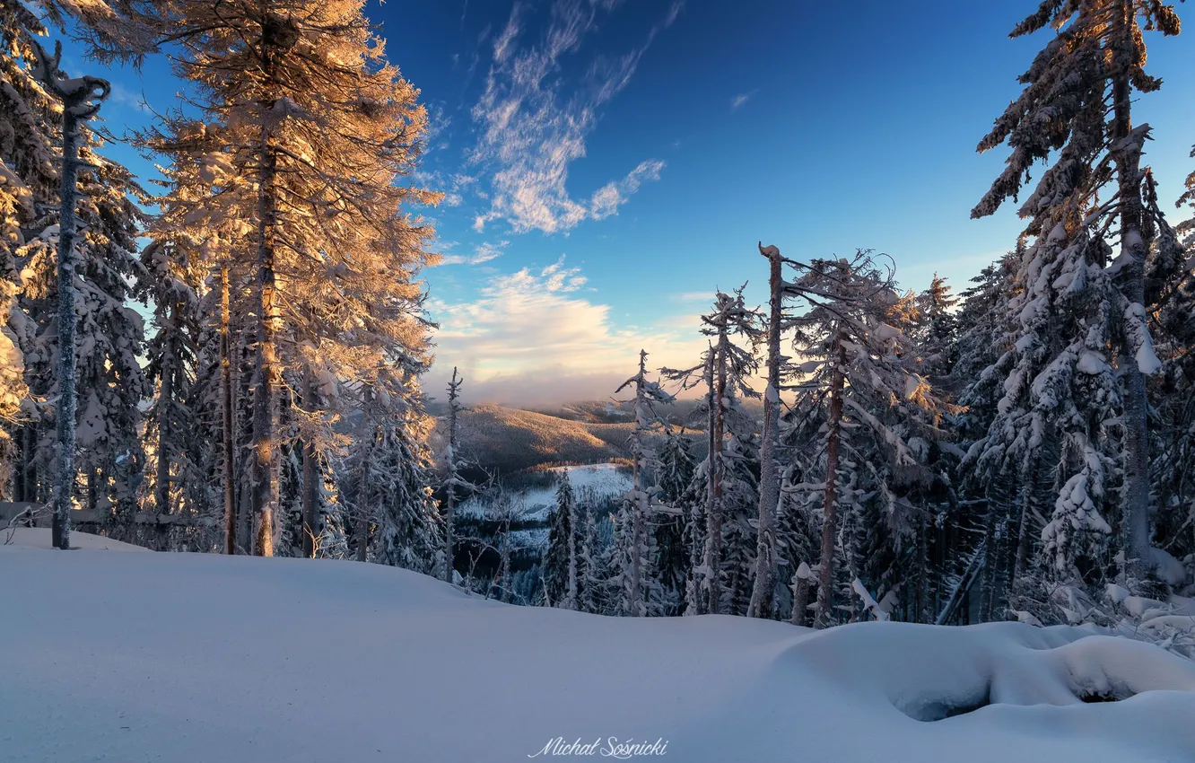 Photo wallpaper winter, forest, snow, nature, ate, Michał Sośnicki