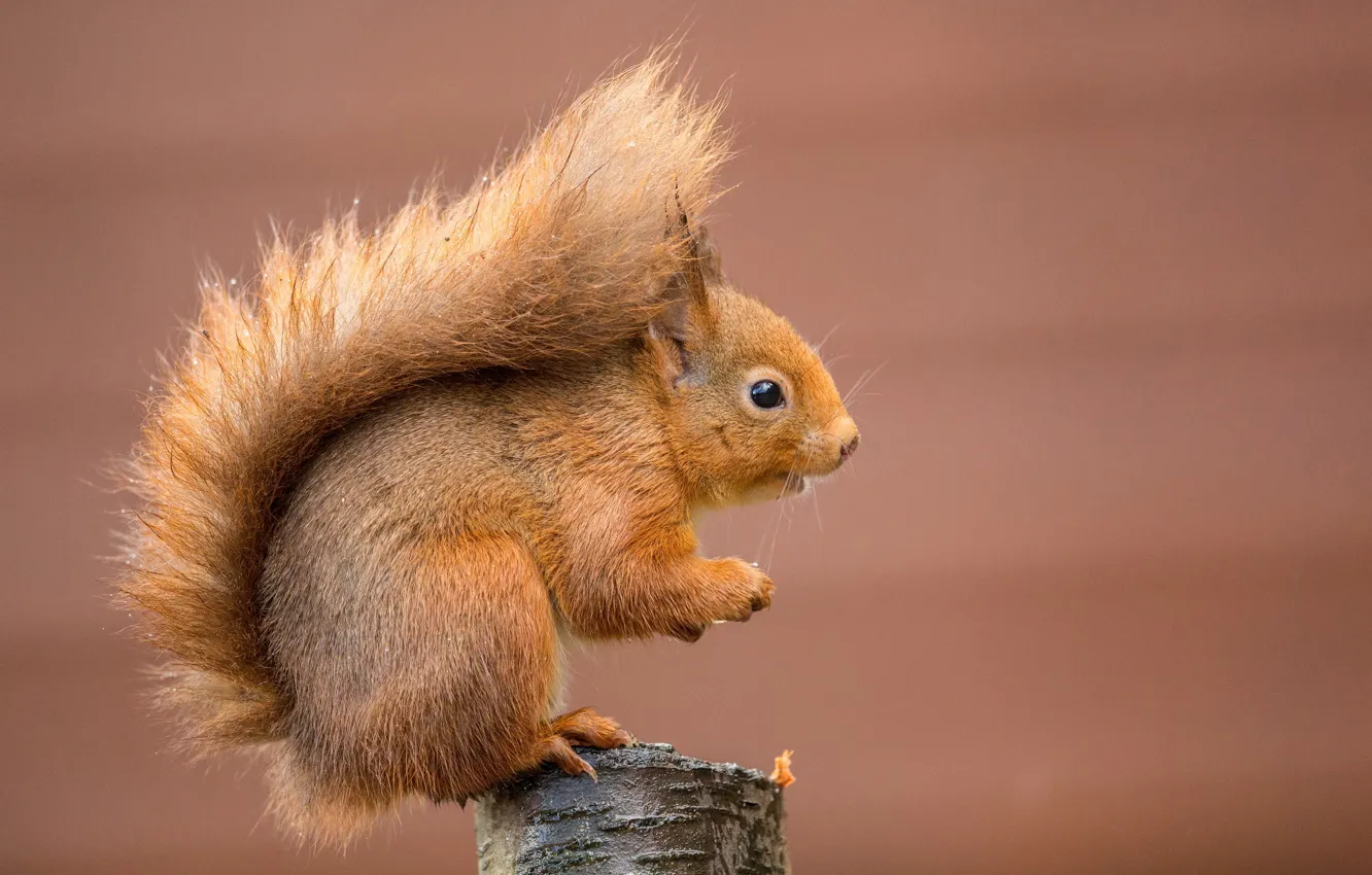 Photo wallpaper background, stump, protein, red