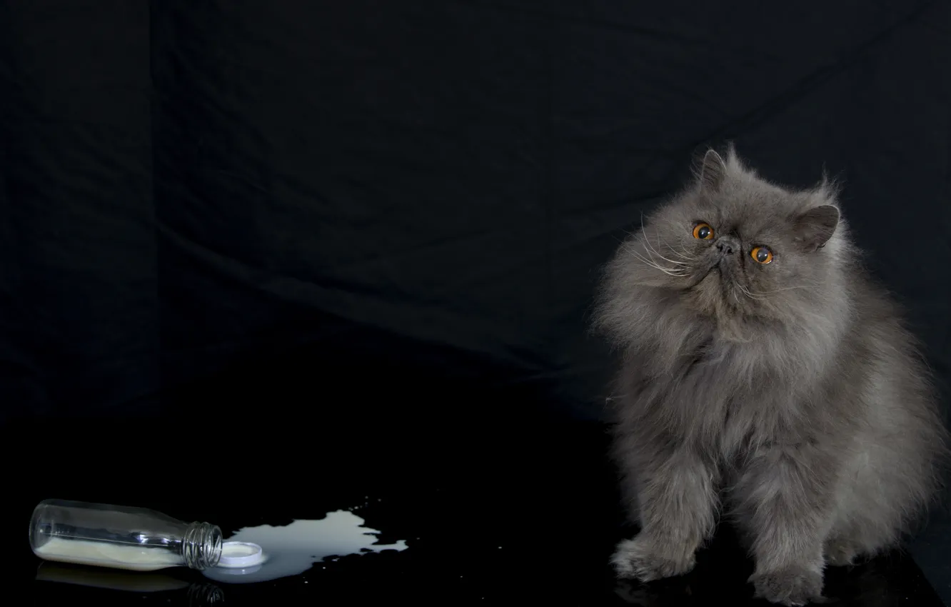 Photo wallpaper cat, bottle, fluffy, milk, Persian cat
