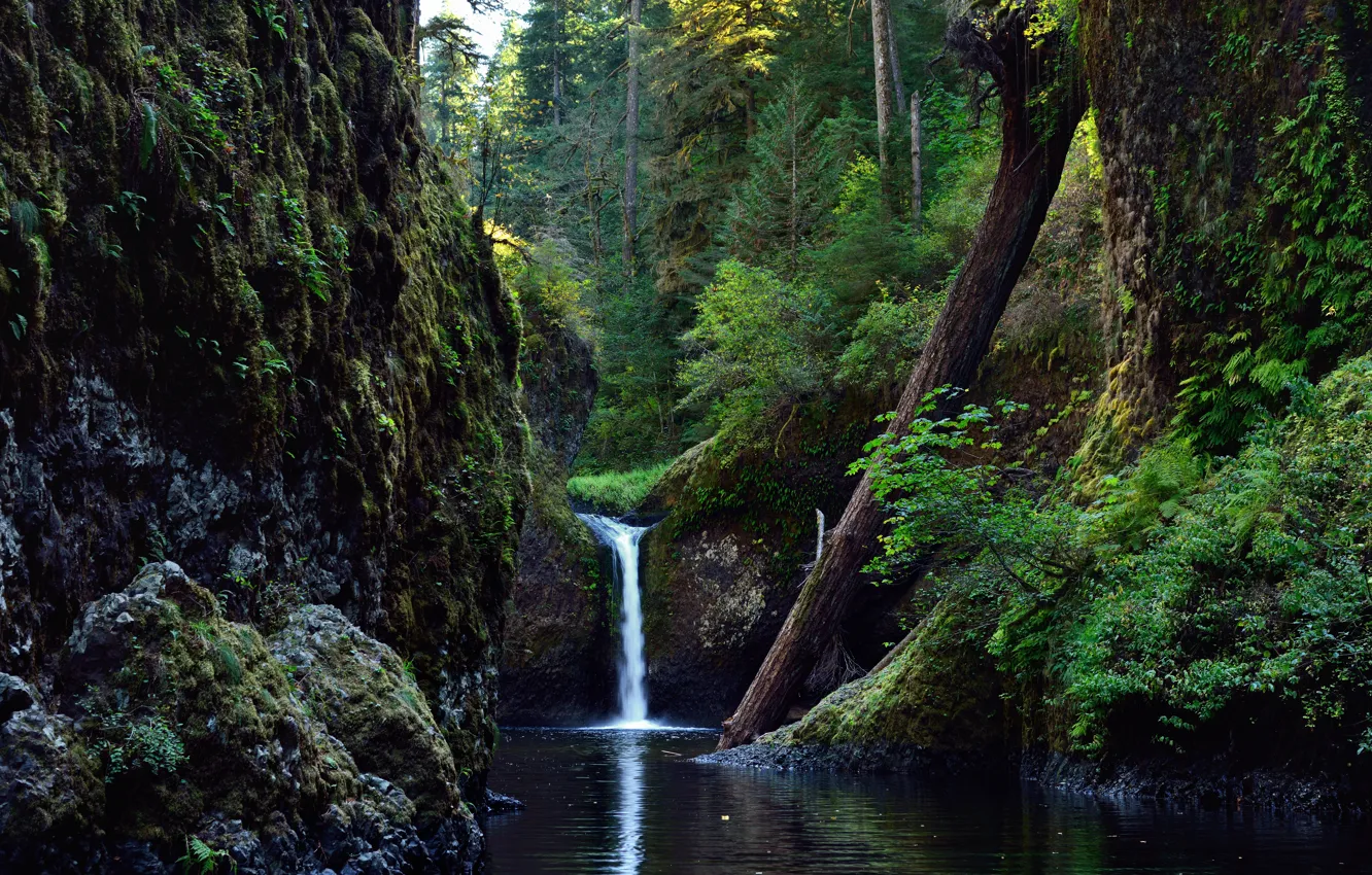 Photo wallpaper forest, trees, nature, river, rocks, waterfall, trunk
