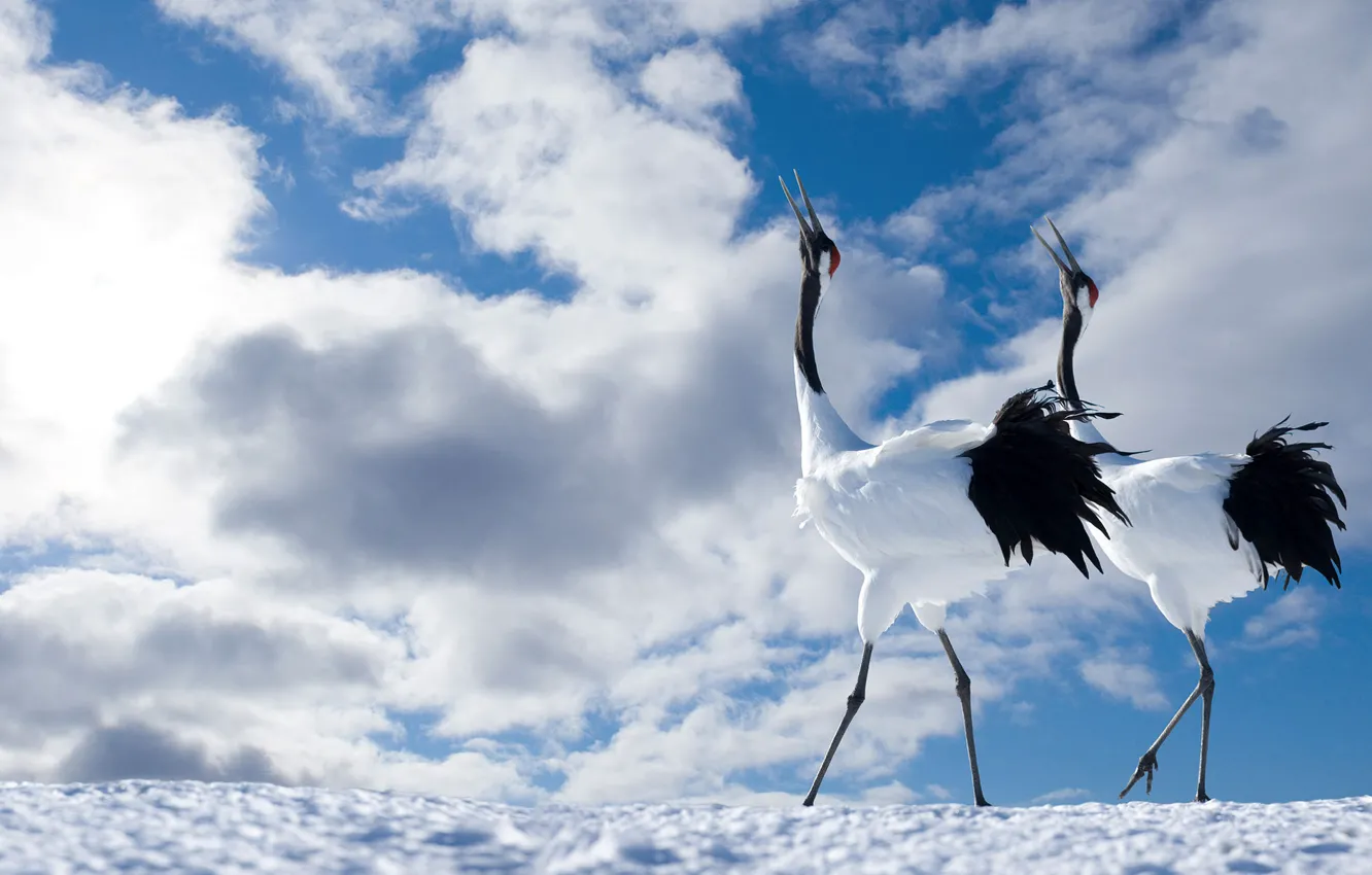Photo wallpaper the sky, clouds, bird, pair, Japanese crane