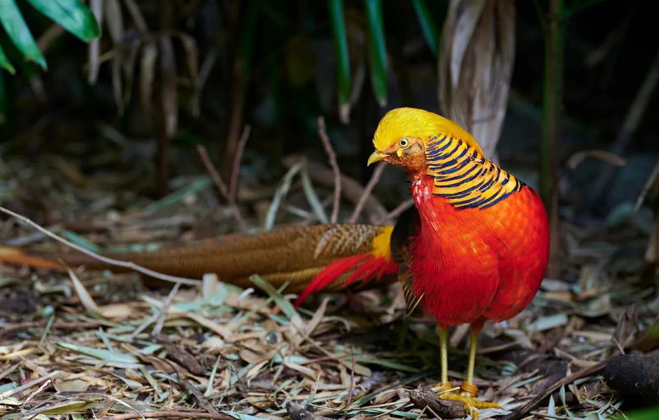 Photo wallpaper red, nature, bird, pheasant, Golden pheasant
