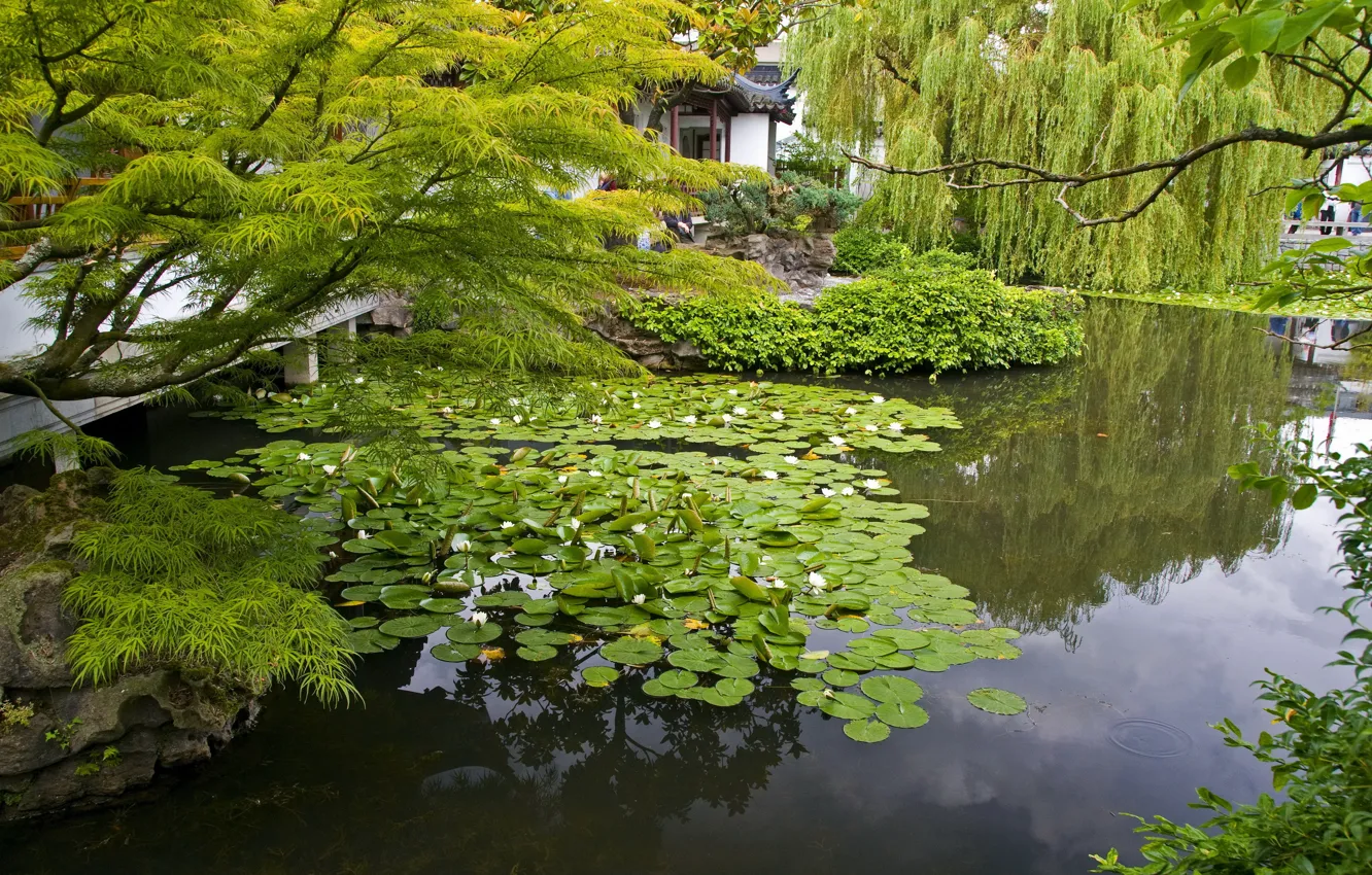 Photo wallpaper branches, nature, pond, photo, garden, water lilies