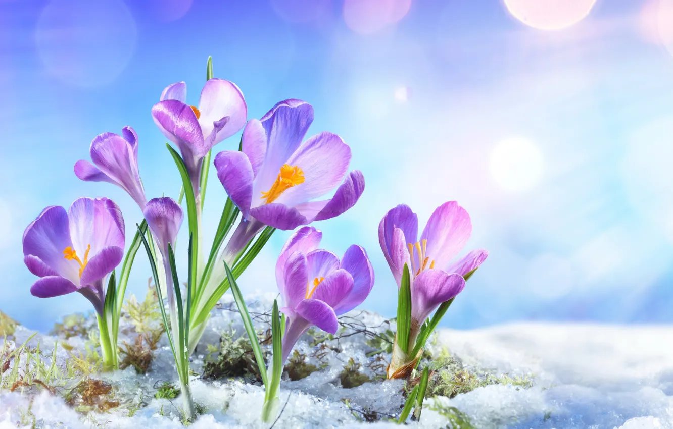 Photo wallpaper snow, flowers, spring, crocuses, flowers, snow, spring, Crocus