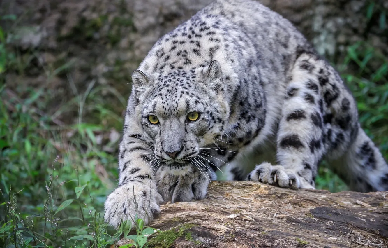 Photo wallpaper snow, animal, big cat, SNOW LEOPARD
