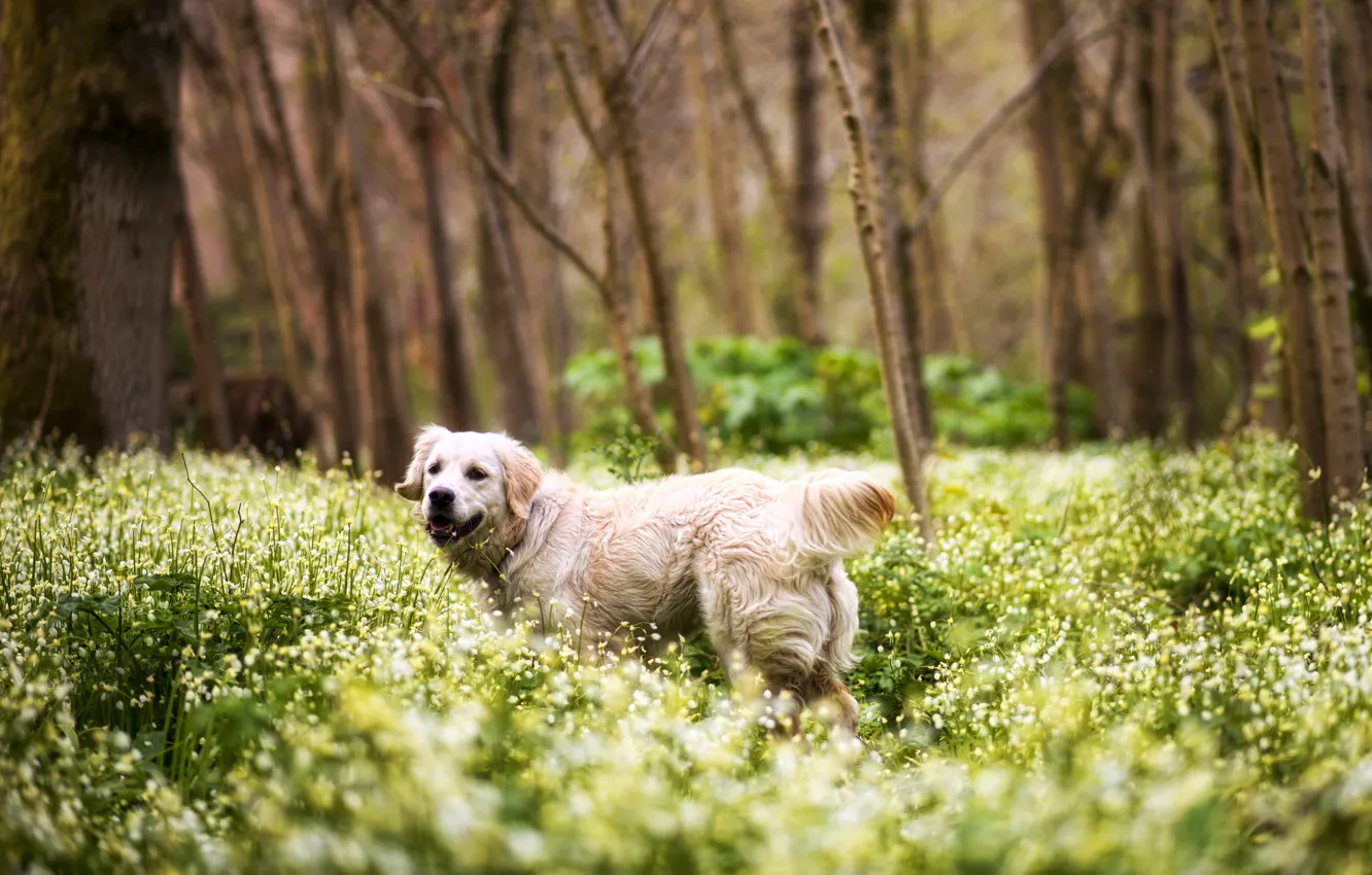 Photo wallpaper forest, grass, trees, flowers, dog, Retriever