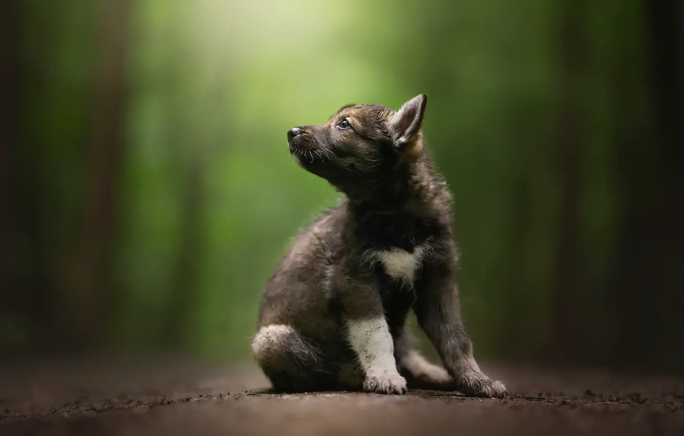 Photo wallpaper background, dog, puppy