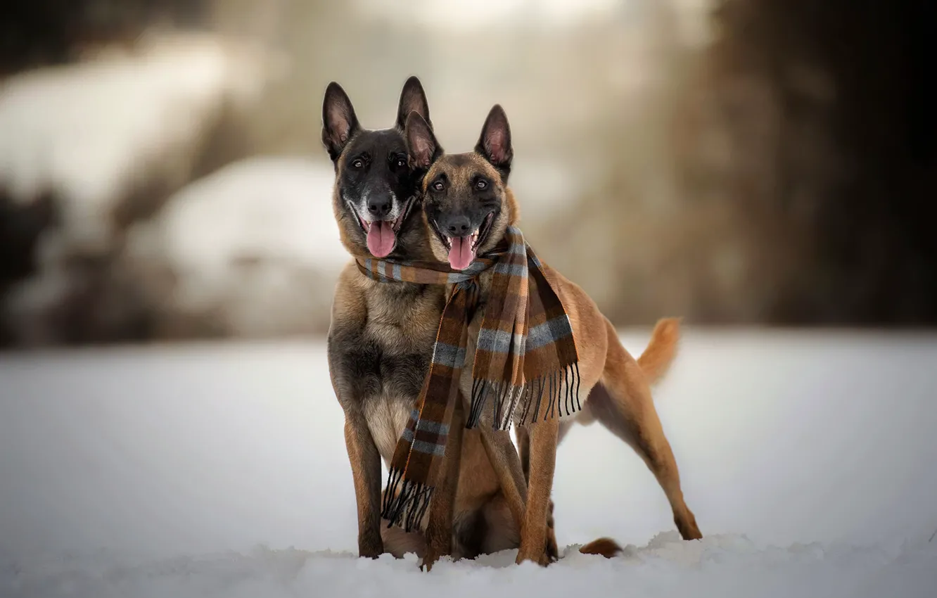 Photo wallpaper winter, dogs, scarf