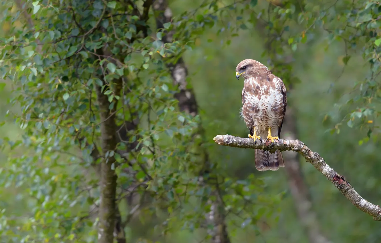 Photo wallpaper nature, bird, Falcon