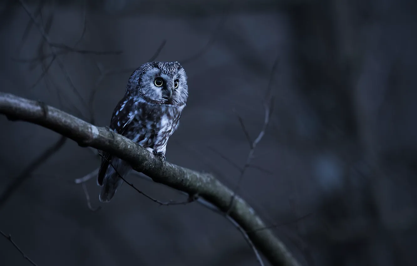 Photo wallpaper look, night, branches, nature, the dark background, owl, bird, twilight