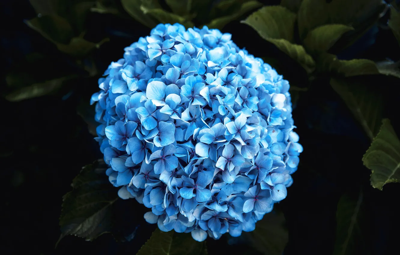 Photo wallpaper blue, flowering, hydrangea