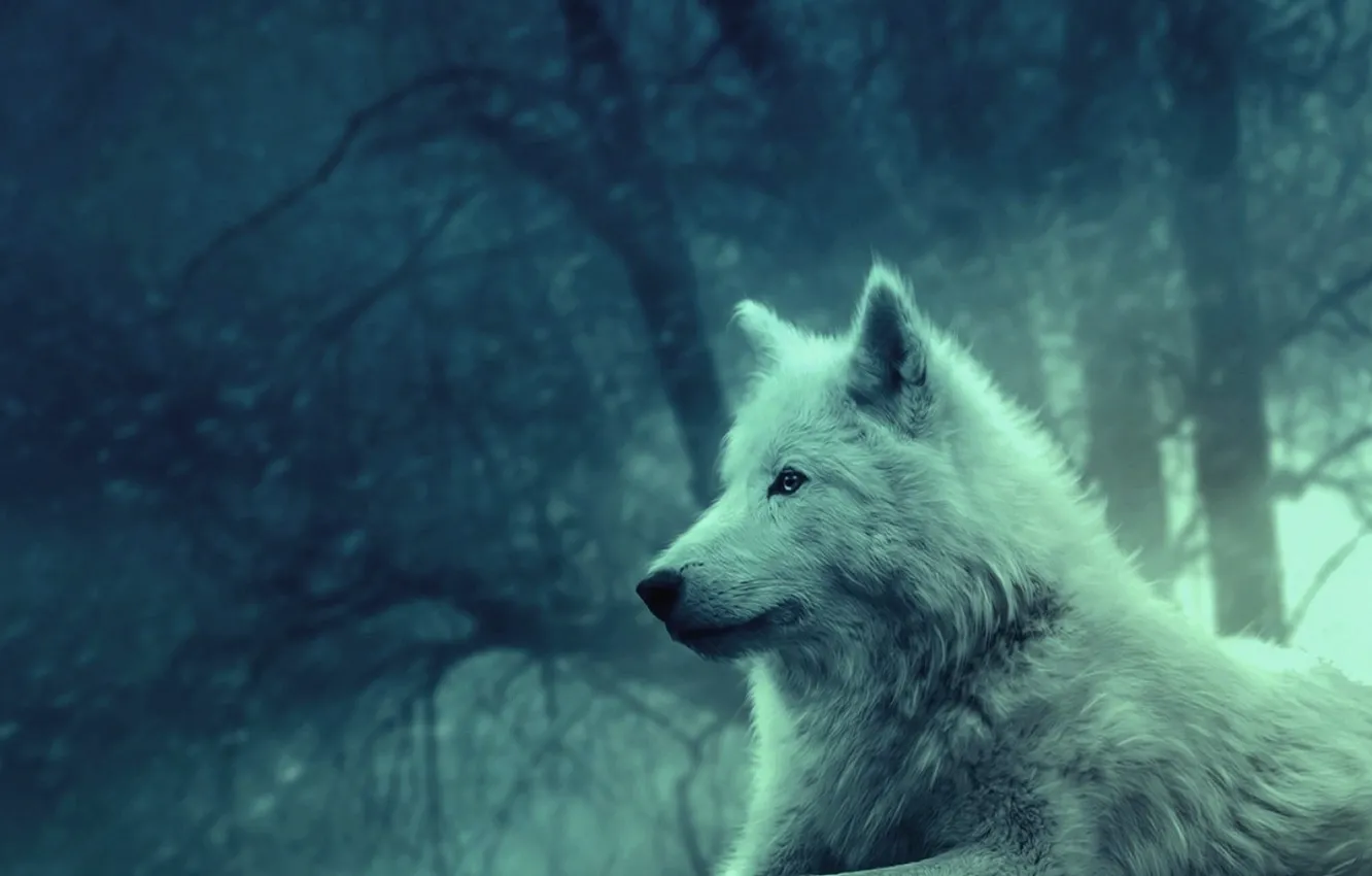 Photo wallpaper light, forest, peace, dog, calm, animal, wild, white wolf wallpaper