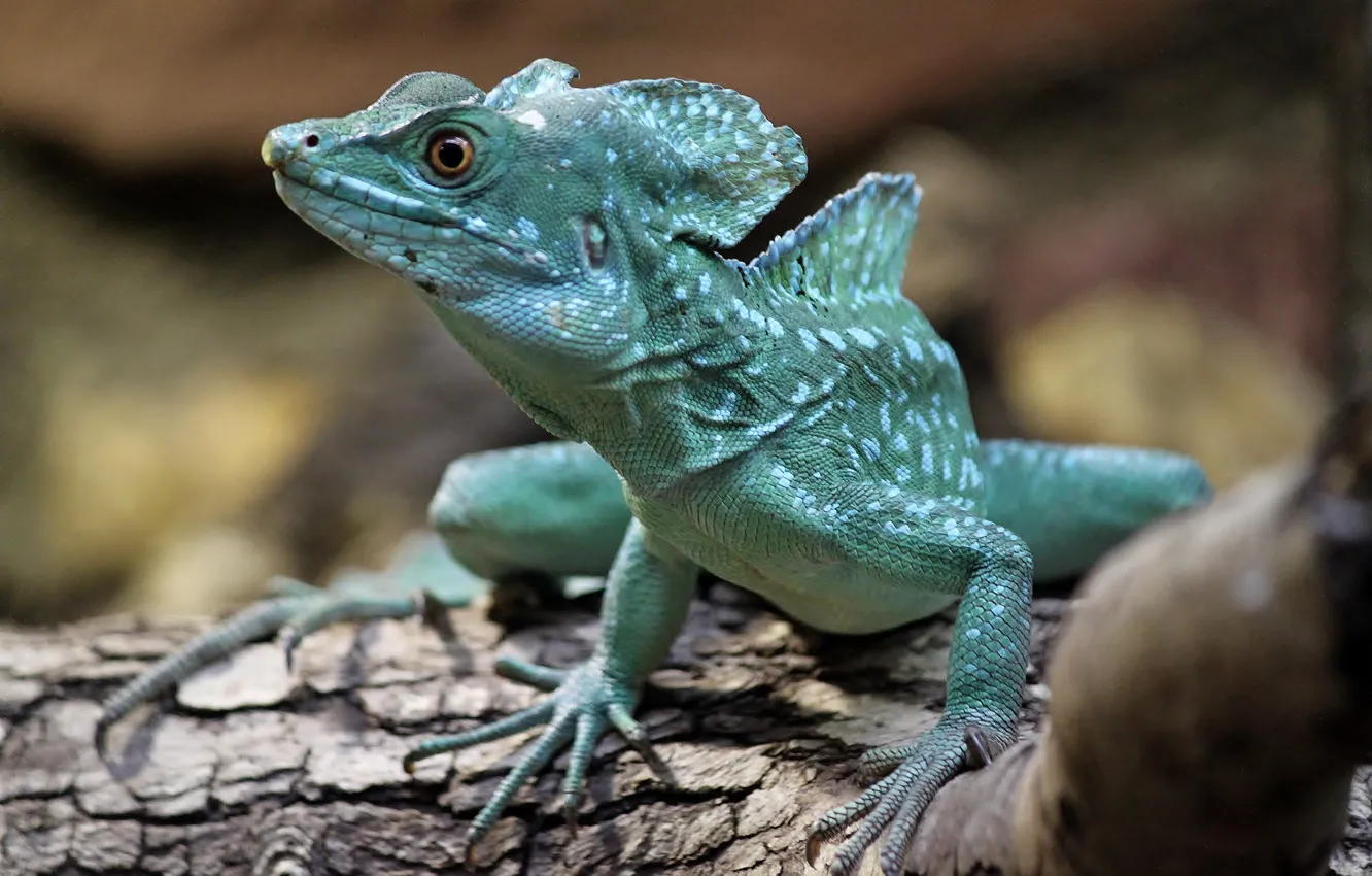 Photo wallpaper trees, lizard, Basilisk