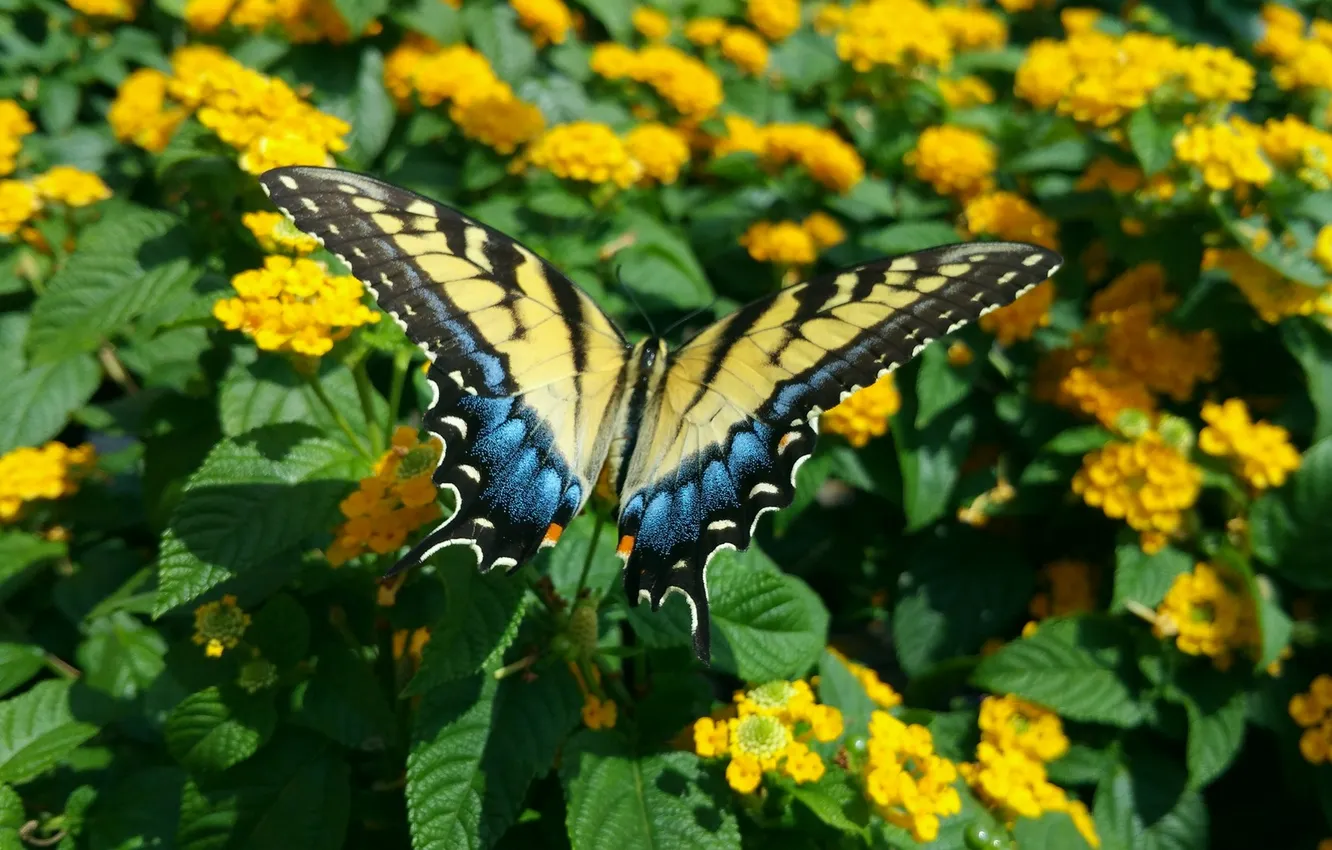 Photo wallpaper flowers, macro, butterfly, wings, beautiful, closeup