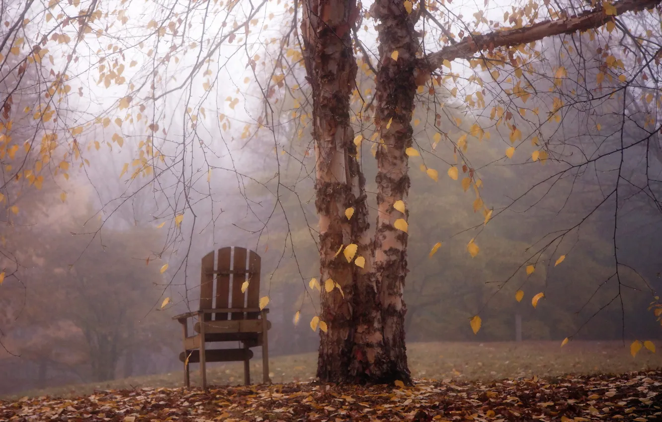Photo wallpaper autumn, landscape, fog, tree, chair