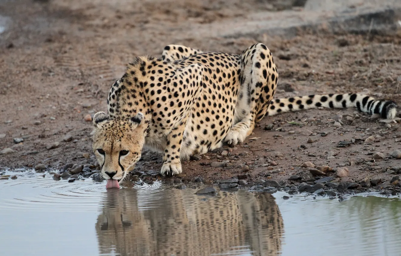 Photo wallpaper cat, stones, Cheetah, drink, pond