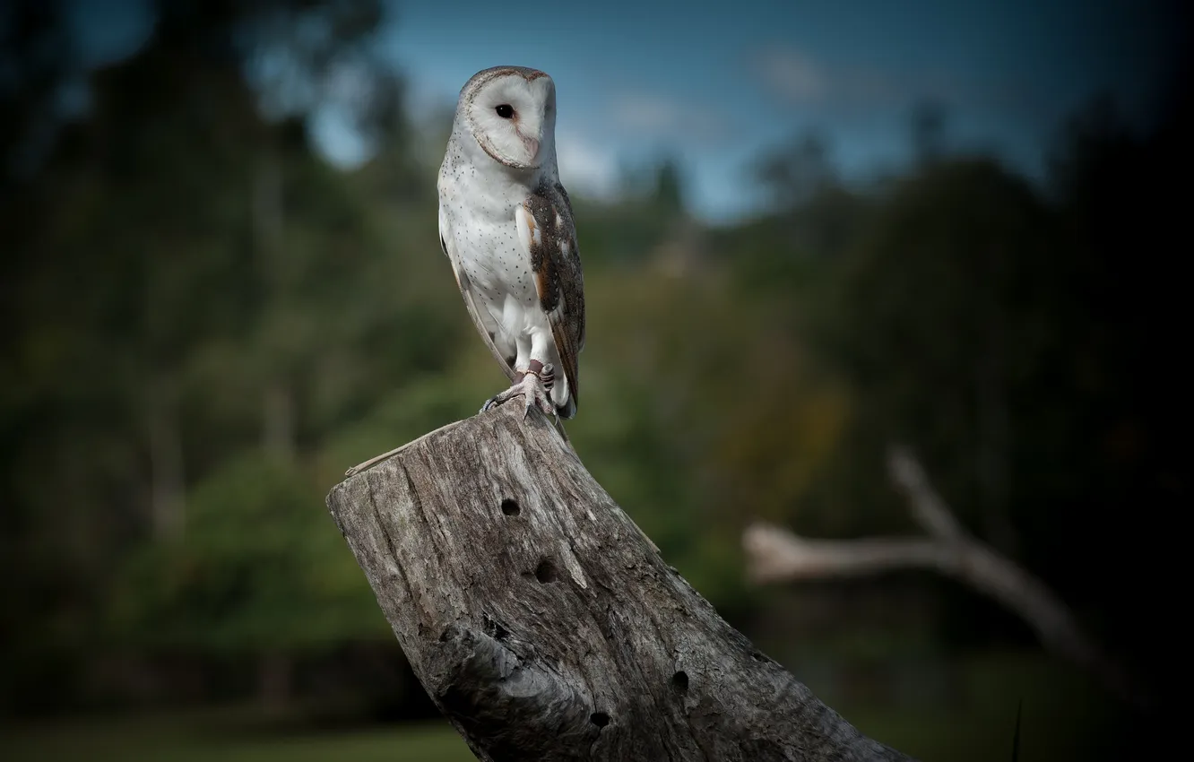 Photo wallpaper owl, bird, log, the barn owl