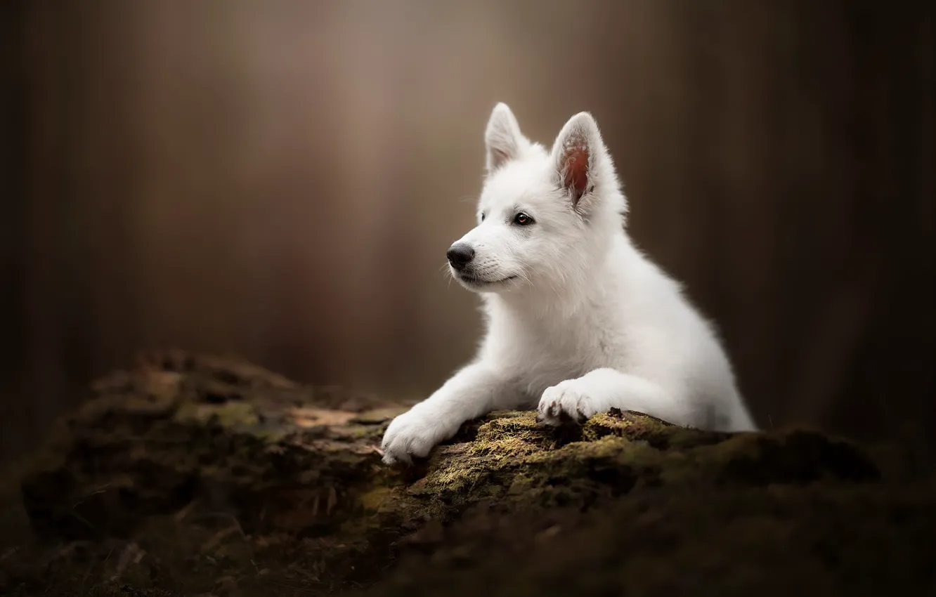 Photo wallpaper background, dog, puppy, log, The white Swiss shepherd dog