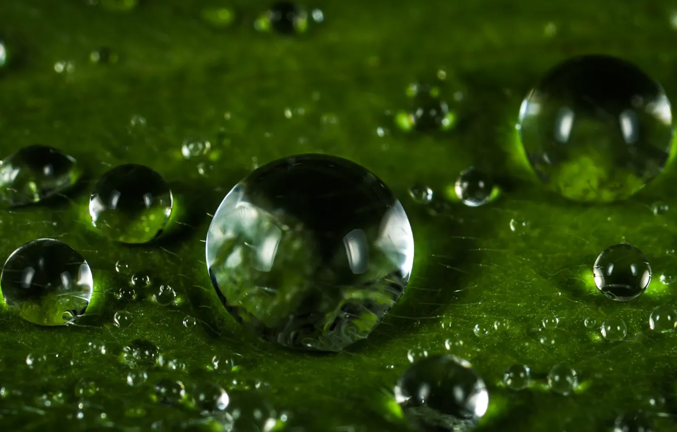 Photo wallpaper drops, green, Rosa, green, plant, wet, close-up, water