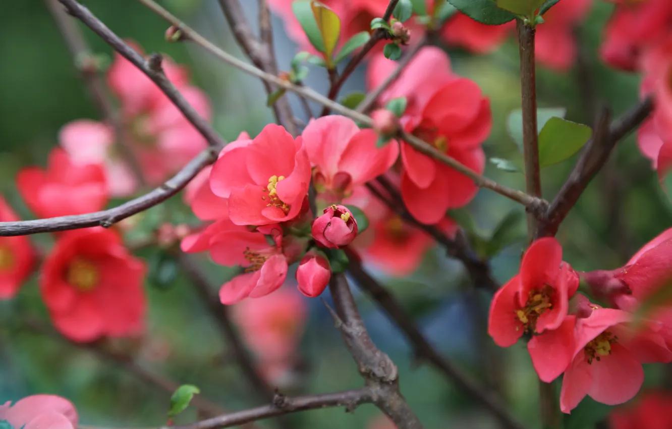 Photo wallpaper flowers, nature, garden, pink