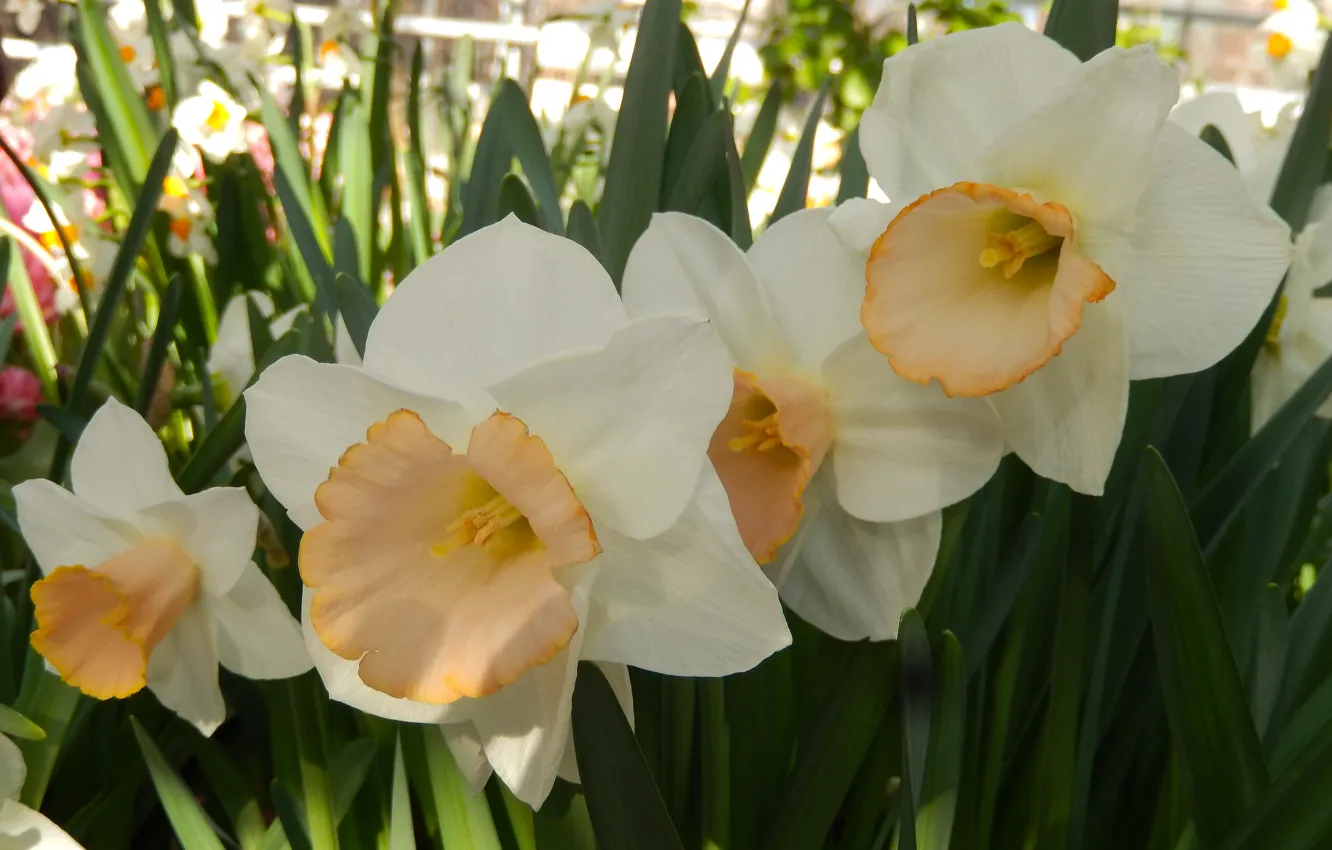 Photo wallpaper flowers, widescreen, Wallpaper, spring, wallpaper, widescreen, background, daffodils