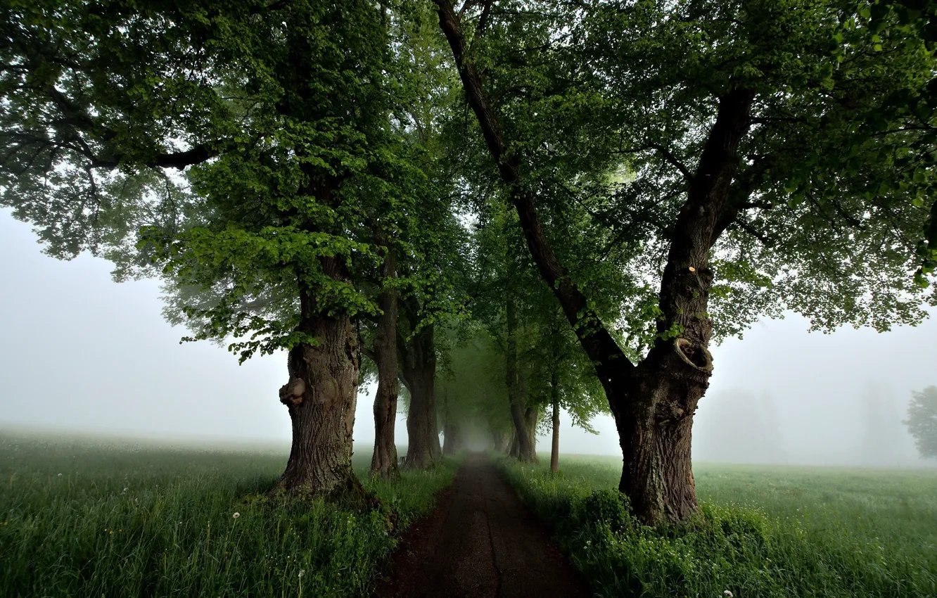 Photo wallpaper road, trees, fog