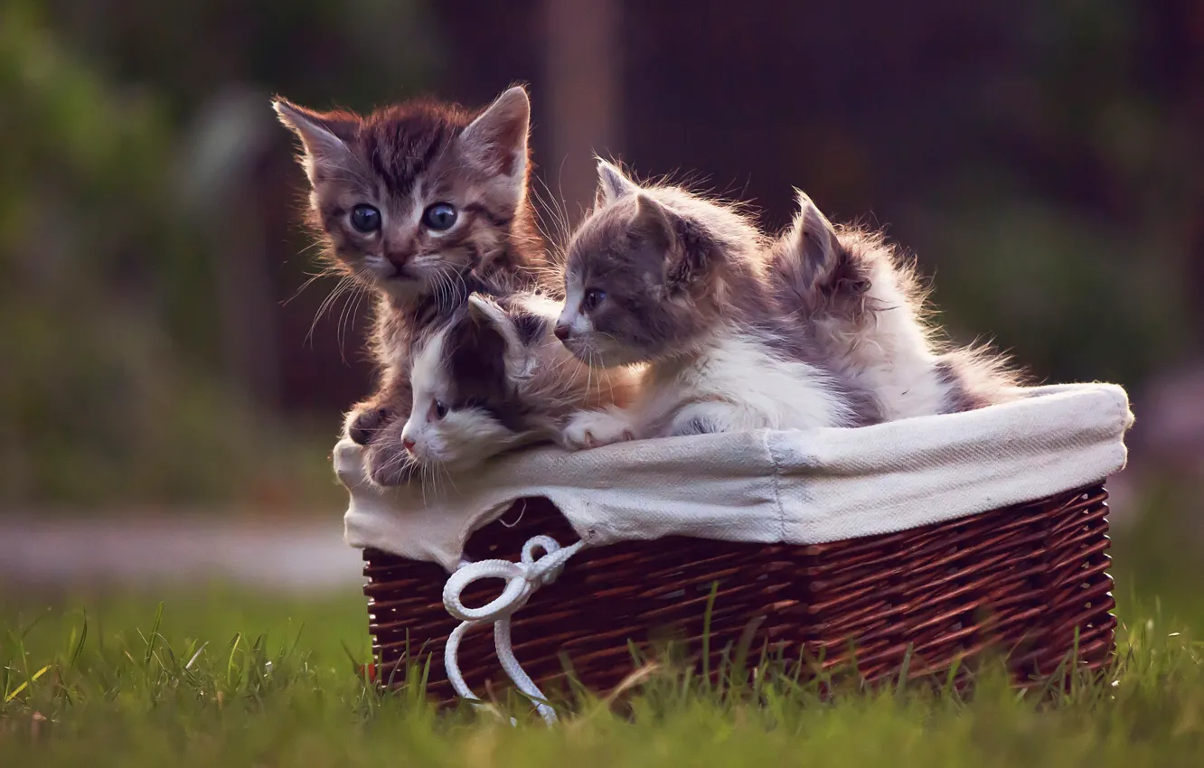 Photo wallpaper kittens, weed, basket