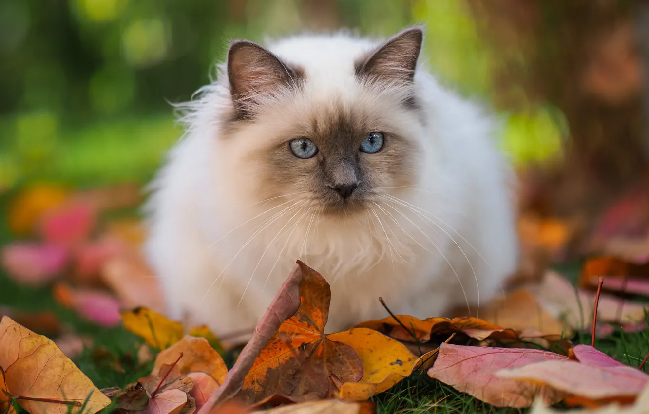 Photo wallpaper autumn, cat, cat, look, face, leaves, nature, glade