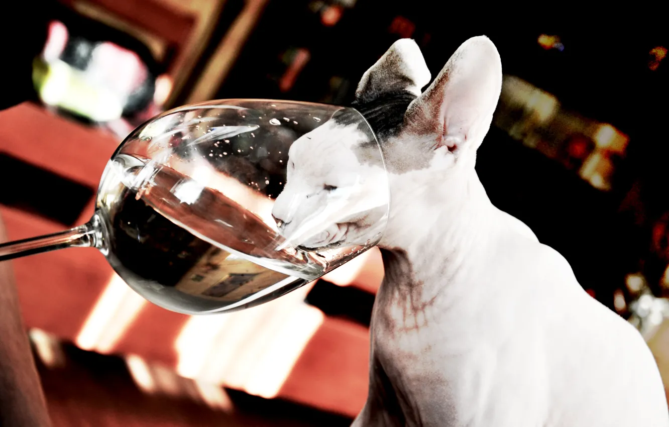 Photo wallpaper cats, thirst, glass