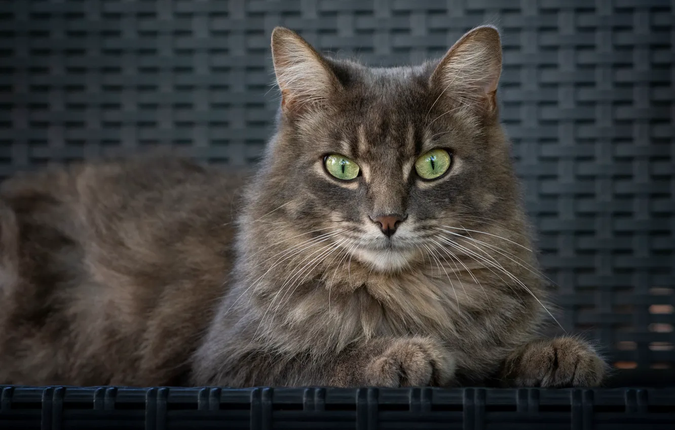 Photo wallpaper cat, cat, look, pose, grey, portrait, lies, face