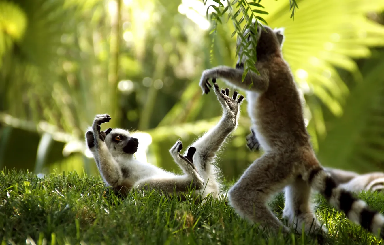 Photo wallpaper grass, lemurs, play