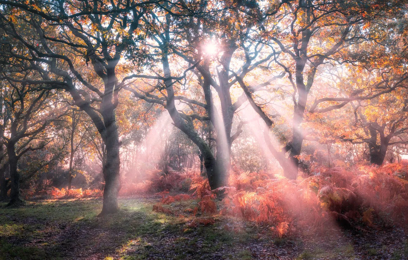Photo wallpaper forest, the sun, rays, light, trees, branches, fog, Park