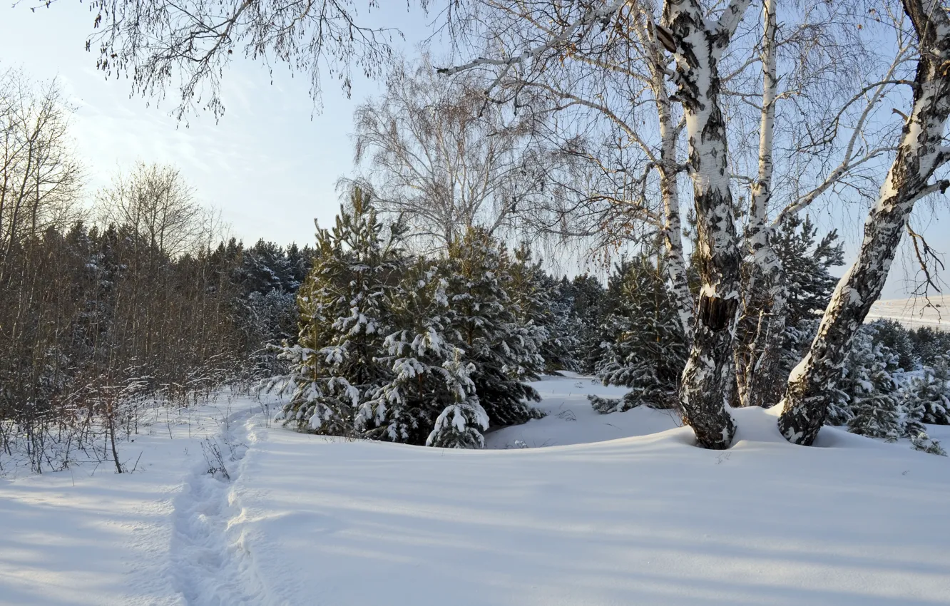Photo wallpaper winter, snow, trees, frost, Nature, trees, winter, snow