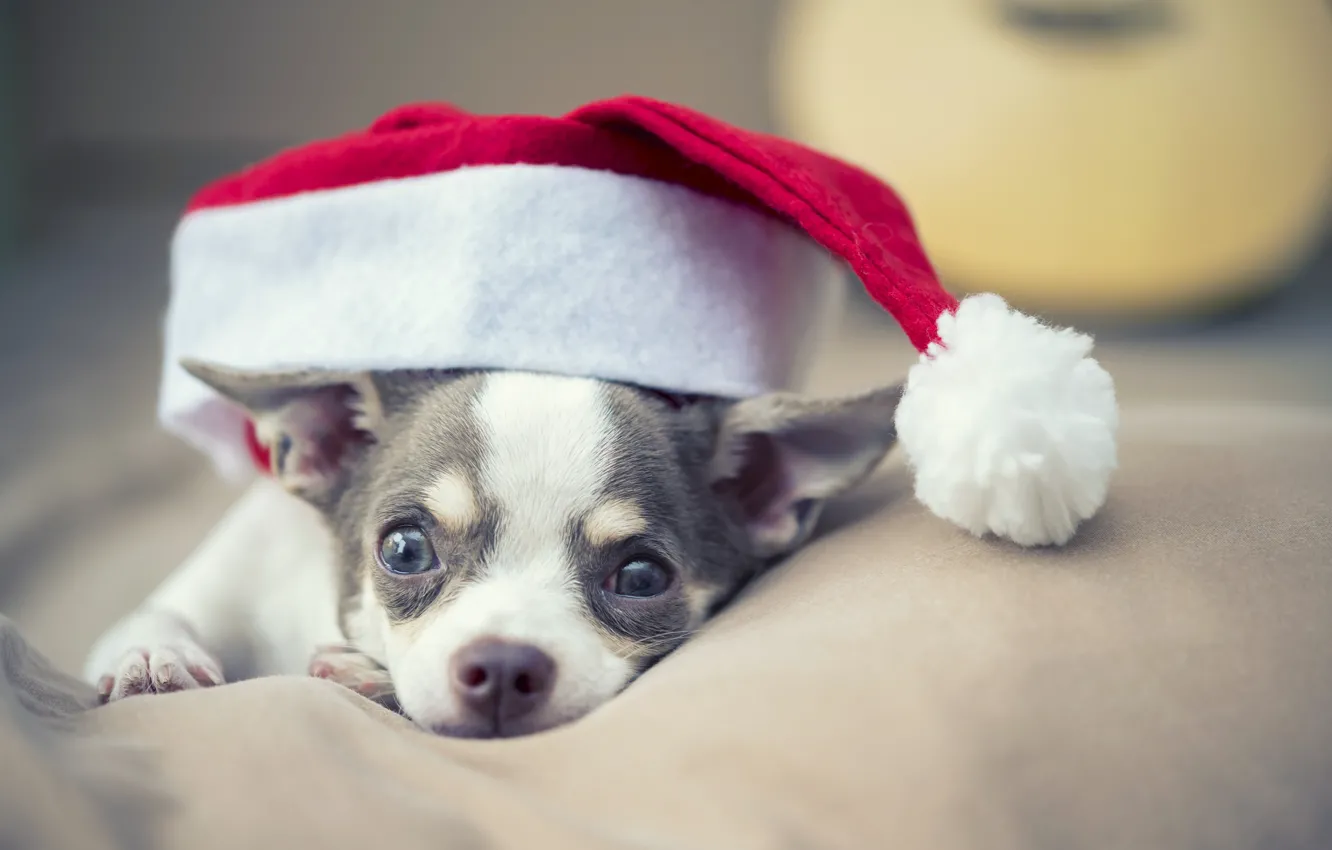 Photo wallpaper dog, New Year, Christmas, Christmas, dog, New Year, xmas, Merry