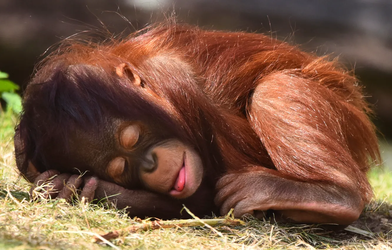Photo wallpaper language, grass, pose, stay, sleep, legs, monkey, sleeping