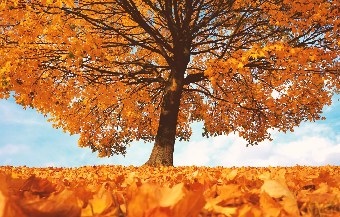 Photo wallpaper autumn, leaves, tree, the crimson