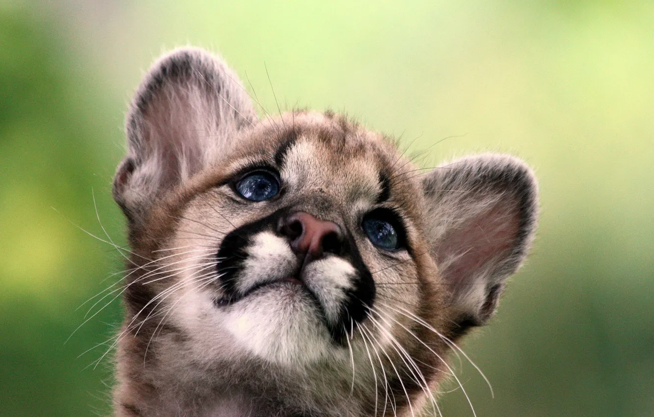 Photo wallpaper baby, cub, Puma, mountain lion, Cougar