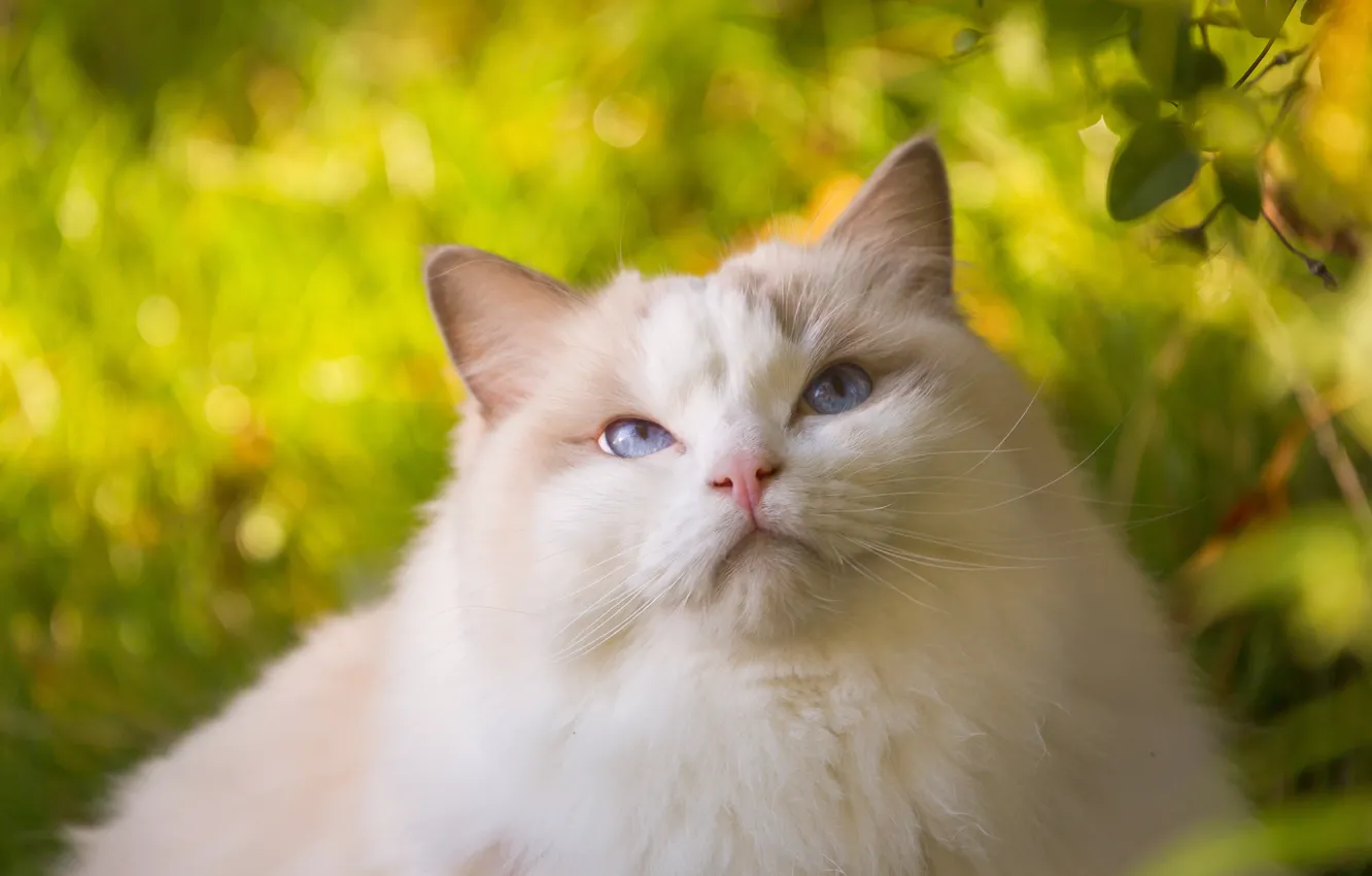 Photo wallpaper cat, beauty, fluffy, Ragdoll