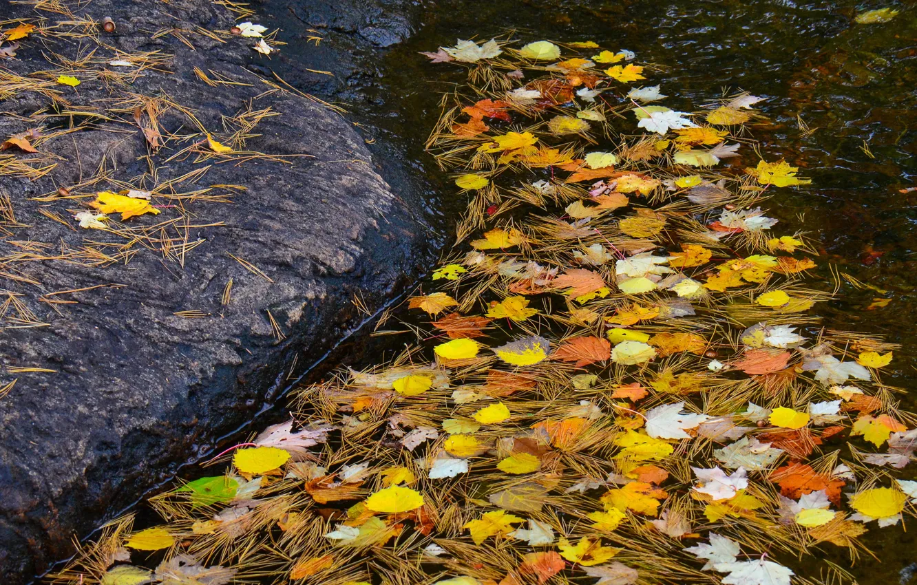 Photo wallpaper autumn, leaves, water, stream, stone, needles