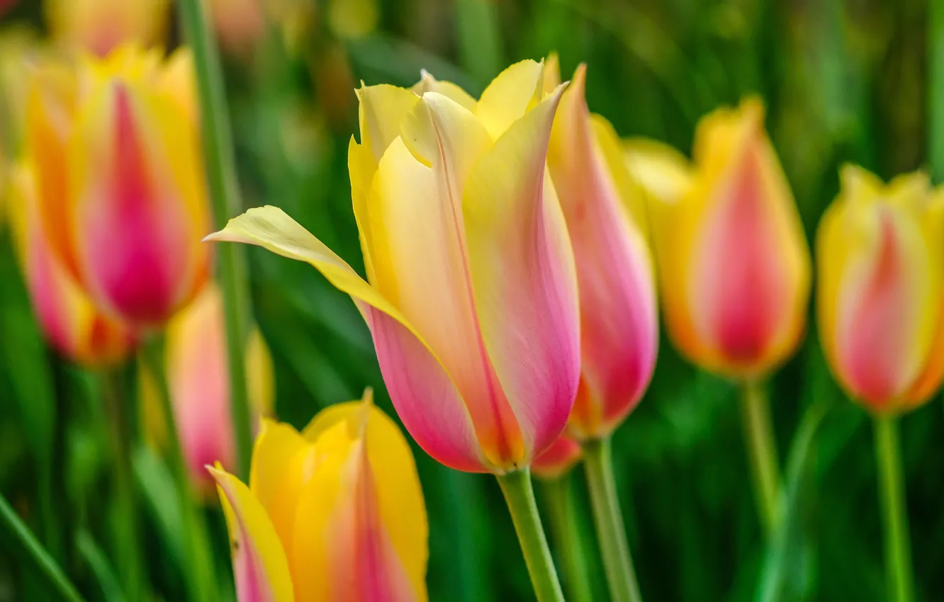 Photo wallpaper macro, flowers, yellow, spring, tulips, buds, a lot