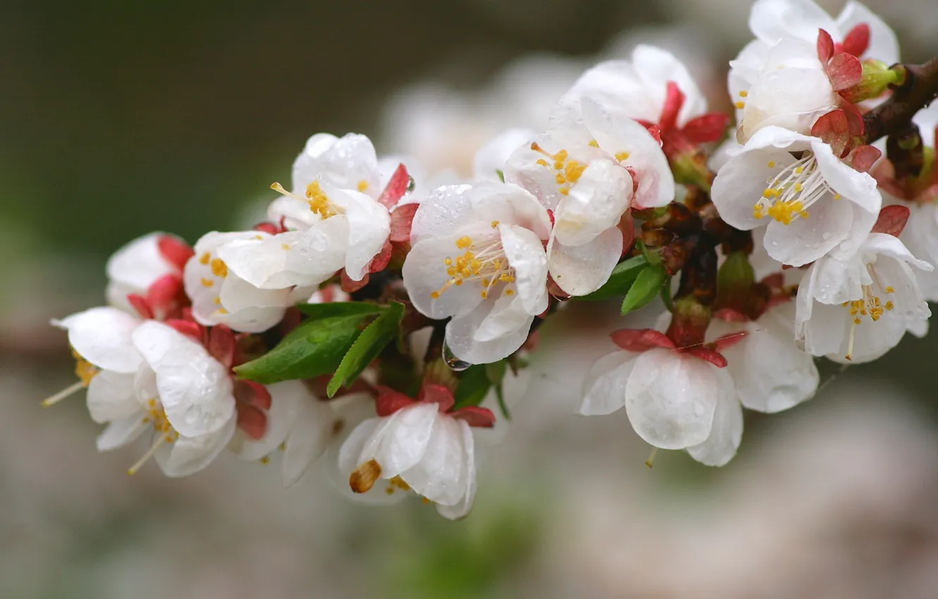 Photo wallpaper branch, flowering, peach