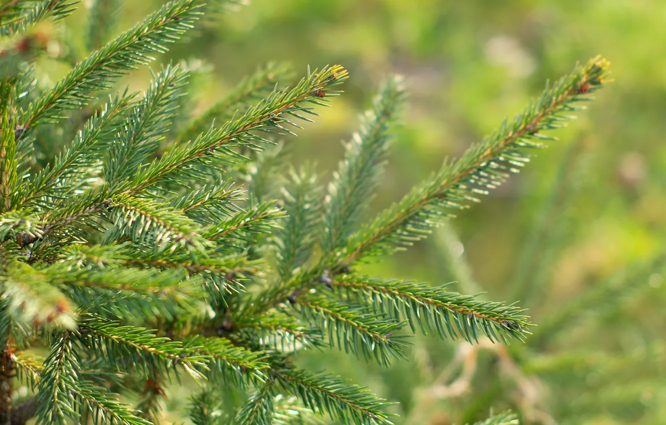Photo wallpaper green, spruce, twig