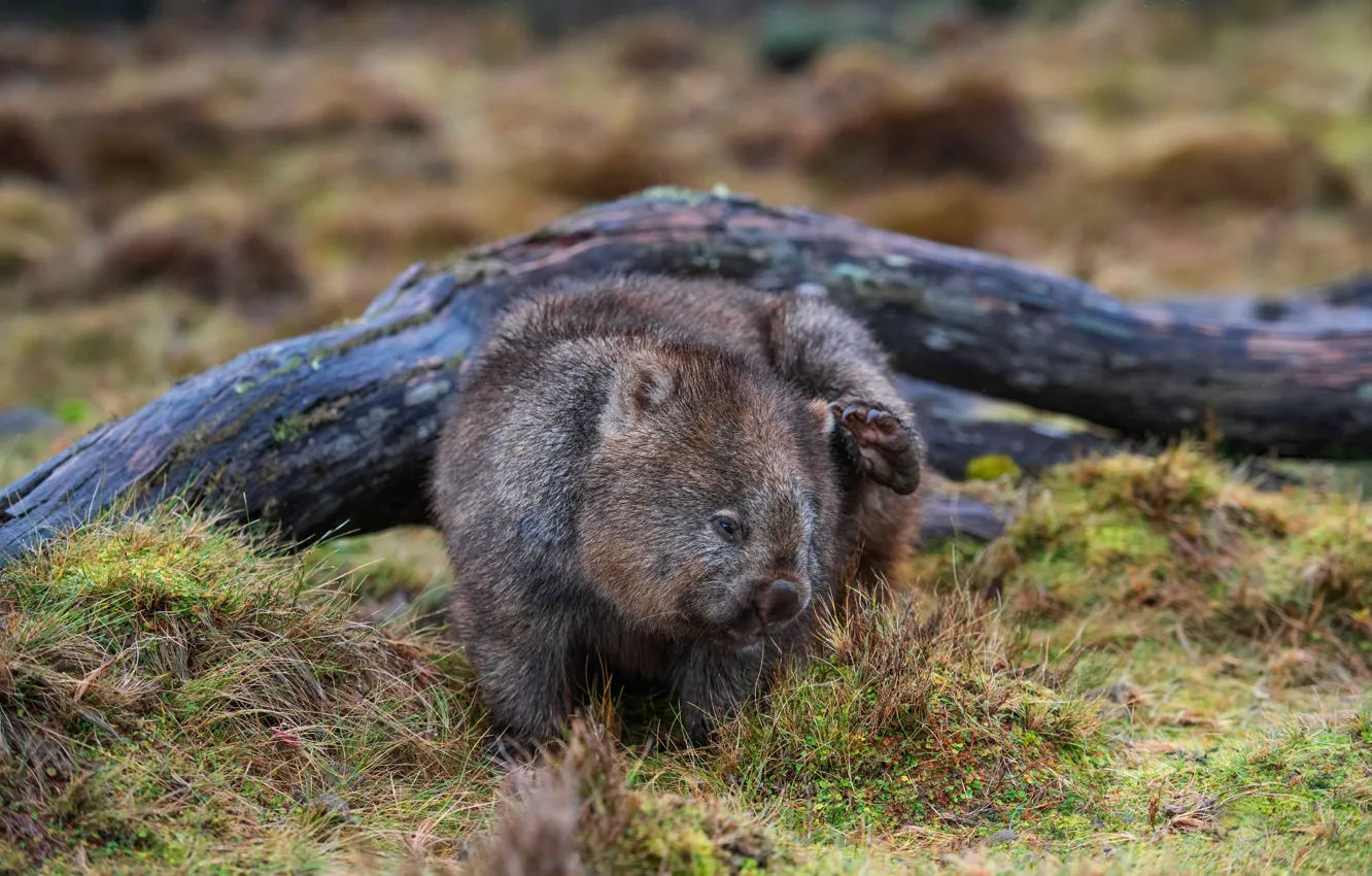 Photo wallpaper pose, log, wombat, itches