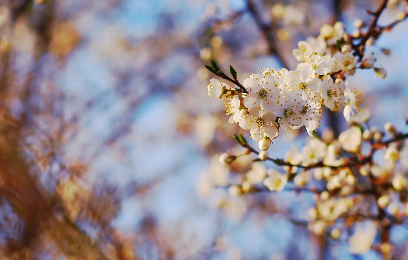 Photo wallpaper leaves, flowers, branches, nature, spring, Spring wallpaper